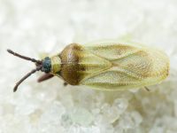 Catoplatus nigriceps