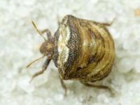 Vilpianus galii