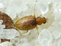 Melanophthalma