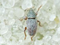 Tychius