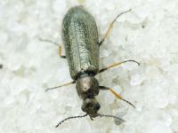 Melyridae