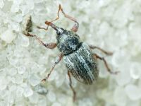 Tychius quinquepunctatus