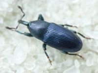 Aulacobaris picicornis