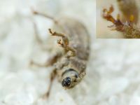 Trachyphloeus spinimanus