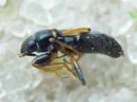 Ischnocoris hemipterus