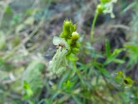 Stachys recta