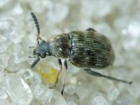 Bruchidius pusillus