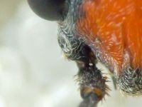 Lygaeus simulans