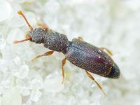 Monotoma brevicollis