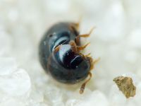 Leiodidae