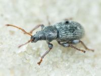 Phyllobius brevis