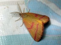 Lythria purpuraria