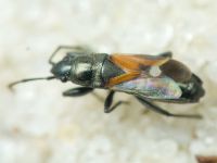 Pterotmetus staphyliniformis