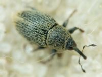 Sibinia (Sibinia) subelliptica
