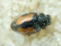 Coccinellidae