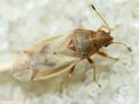 Cymus aurescens