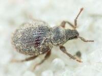 Curculionidae