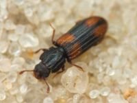 Bitoma crenata