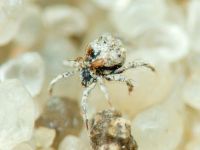 Arachnida