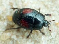 Margarinotus bipustulatus