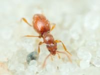 Scydmaenus hellwigii