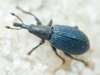 Apioninae