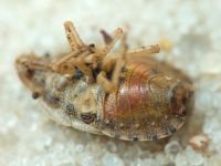 Sciocoris macrocephalus