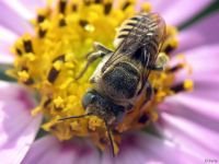 Hymenoptera