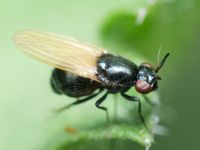 Lauxania cylindricornis