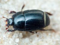 Platysoma compressum