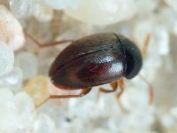 Leiodidae