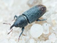 Mecinus pyraster