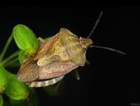 Carpocoris purpureipennis