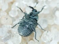 Cleopomiarus