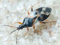 Anthocoris nemoralis