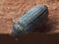 Grynocharis oblonga