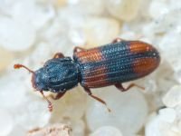 Bitoma crenata