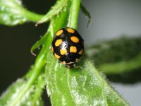 Coccinula quatuordecimpustulata