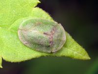 Cassida (Cassida) rubiginosa