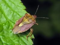 Carpocoris purpureipennis