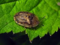 Cassida (Cassida) nebulosa