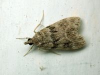 Scoparia