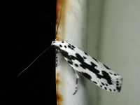 Ethmia pusiella