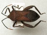 Anoplocnemis