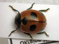Coccinella magnifica