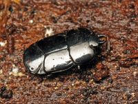 Hololepta plana