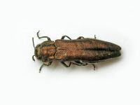 Agrilus (Agrilus) viridis viridis