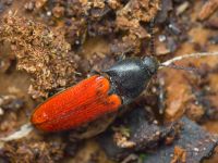 Ampedus (Ampedus) pomonae