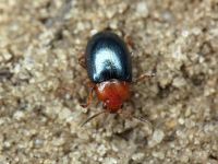 Podagrica menetriesi