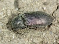 Selatosomus gravidus